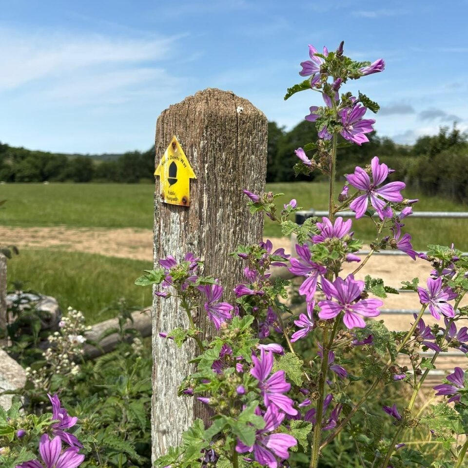 Flowers on a sunny day